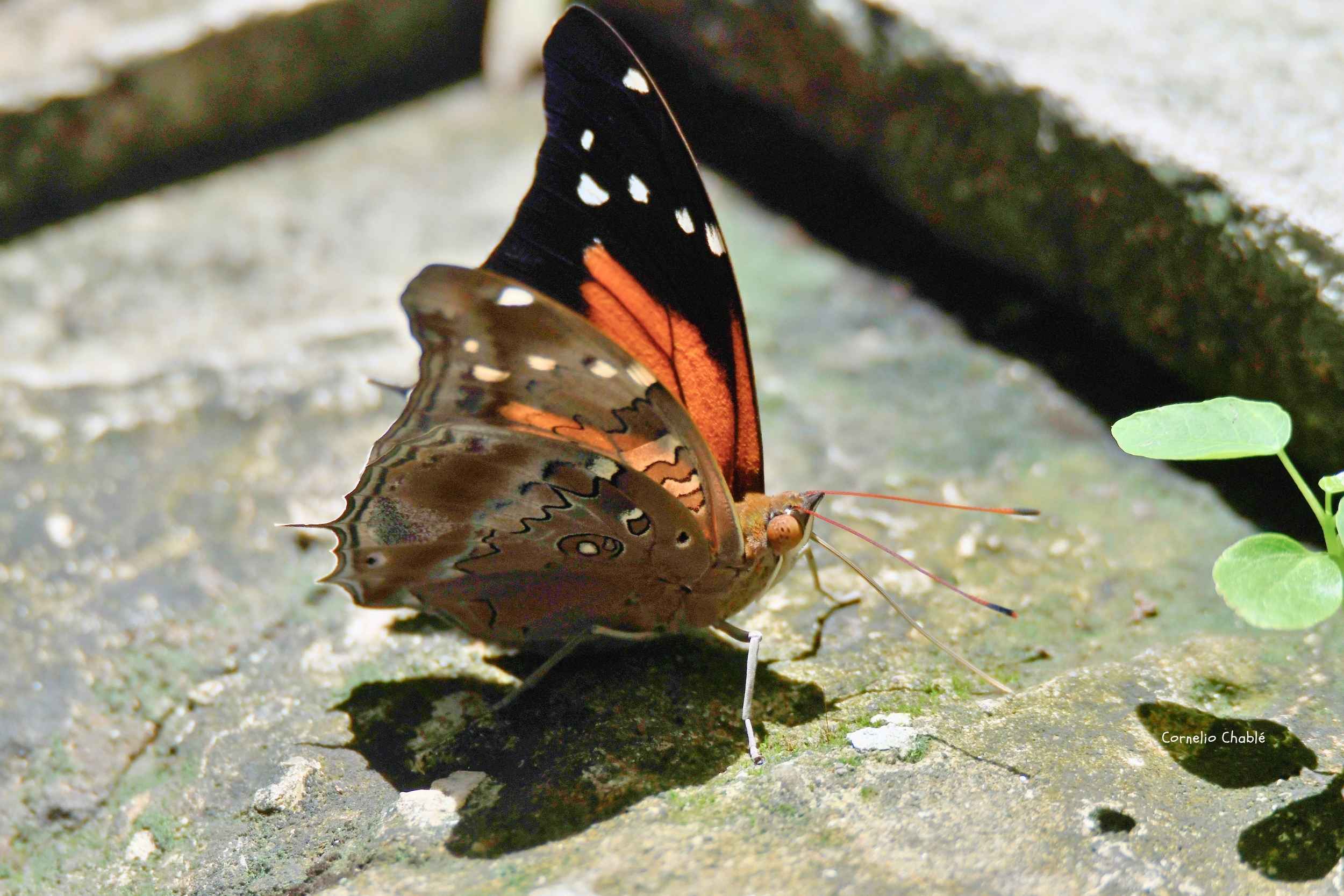 Historis acheronta: La mariposa que parece una hoja seca